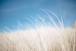 Tan grass with blue sky in background