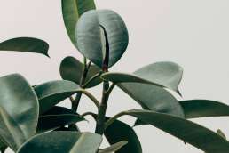 Rounded green plant