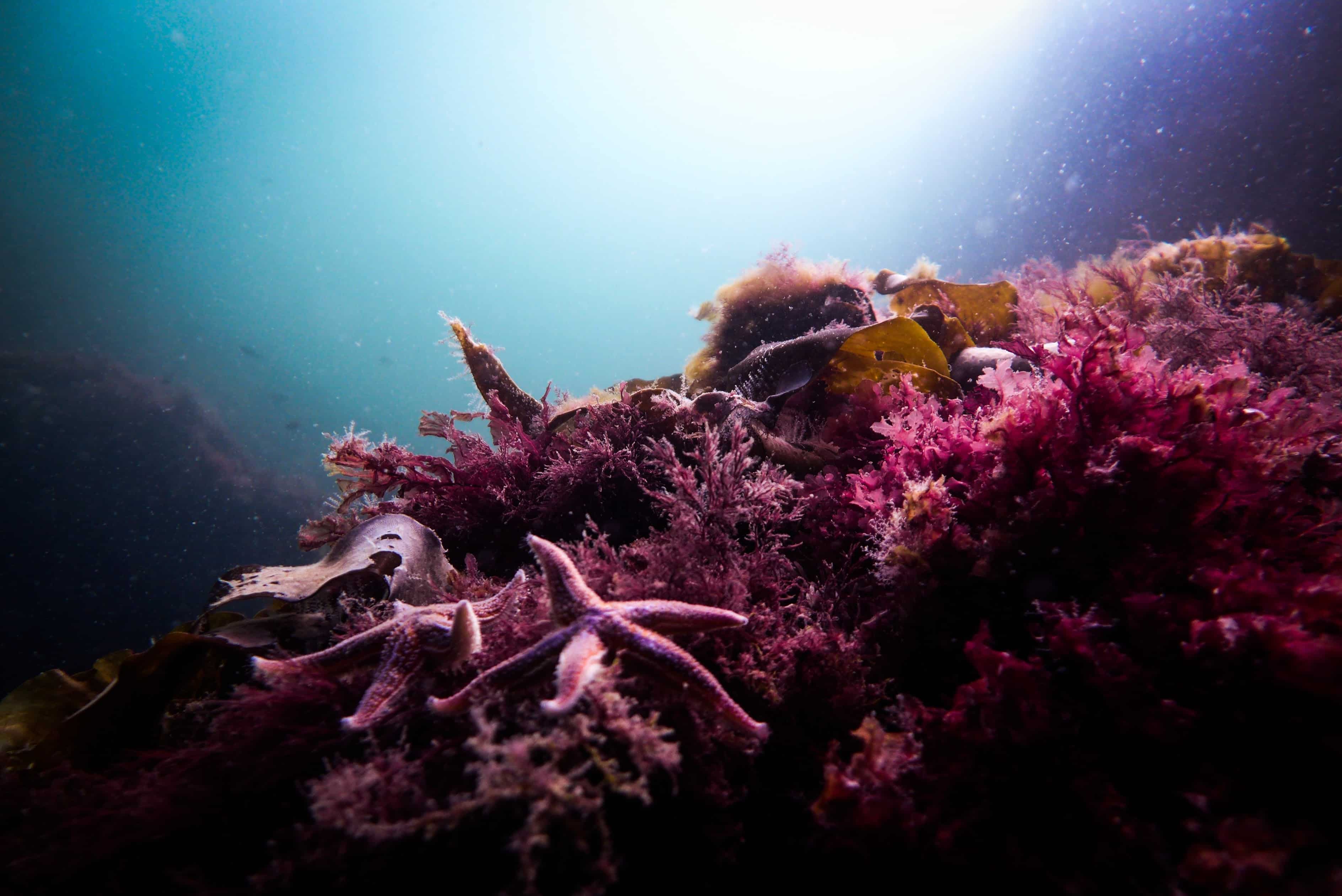 Самыми глубоководными водорослями являются. Риф коралловый 54546. Красивые водоросли. Водоросли в океане. Красные морские водоросли.