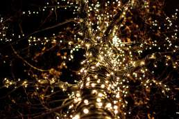 Tree covered in fairy lights