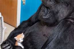 Photo of gorilla holding small kitten gently