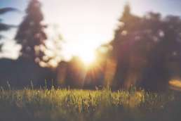 Close up photo of grass with sun and trees in background