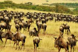 Herd of wildebeest in the plains