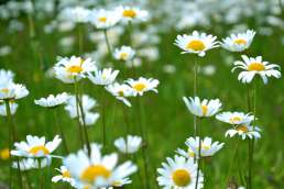 Yellow and white daisies in a field
