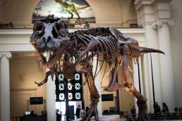 T-Rex skeleton displayed in a museum