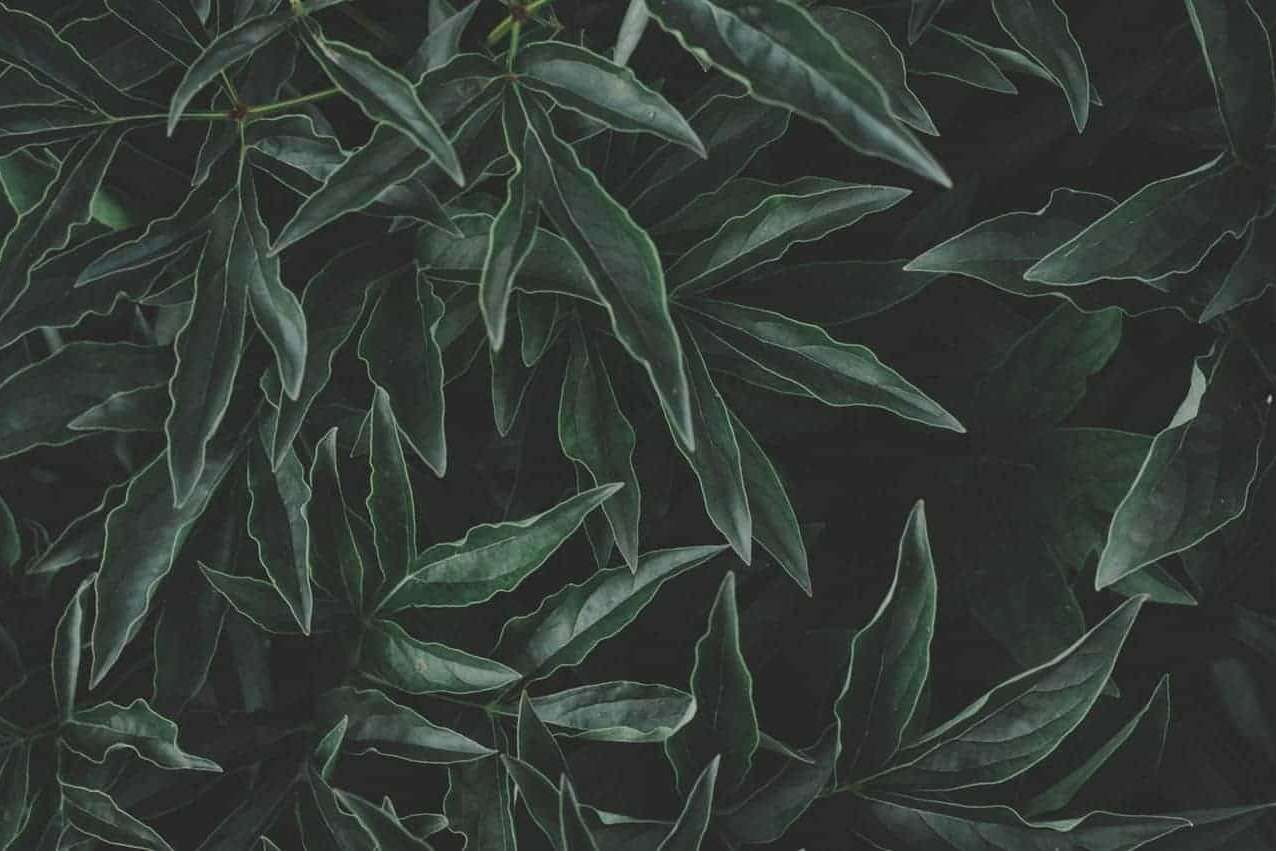 Close up of dark green leafy plant