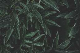 Close up of dark green leafy plant