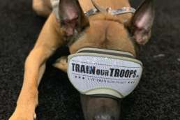 Dog with TrainOurTroops goggles