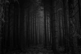 dark spooky forest