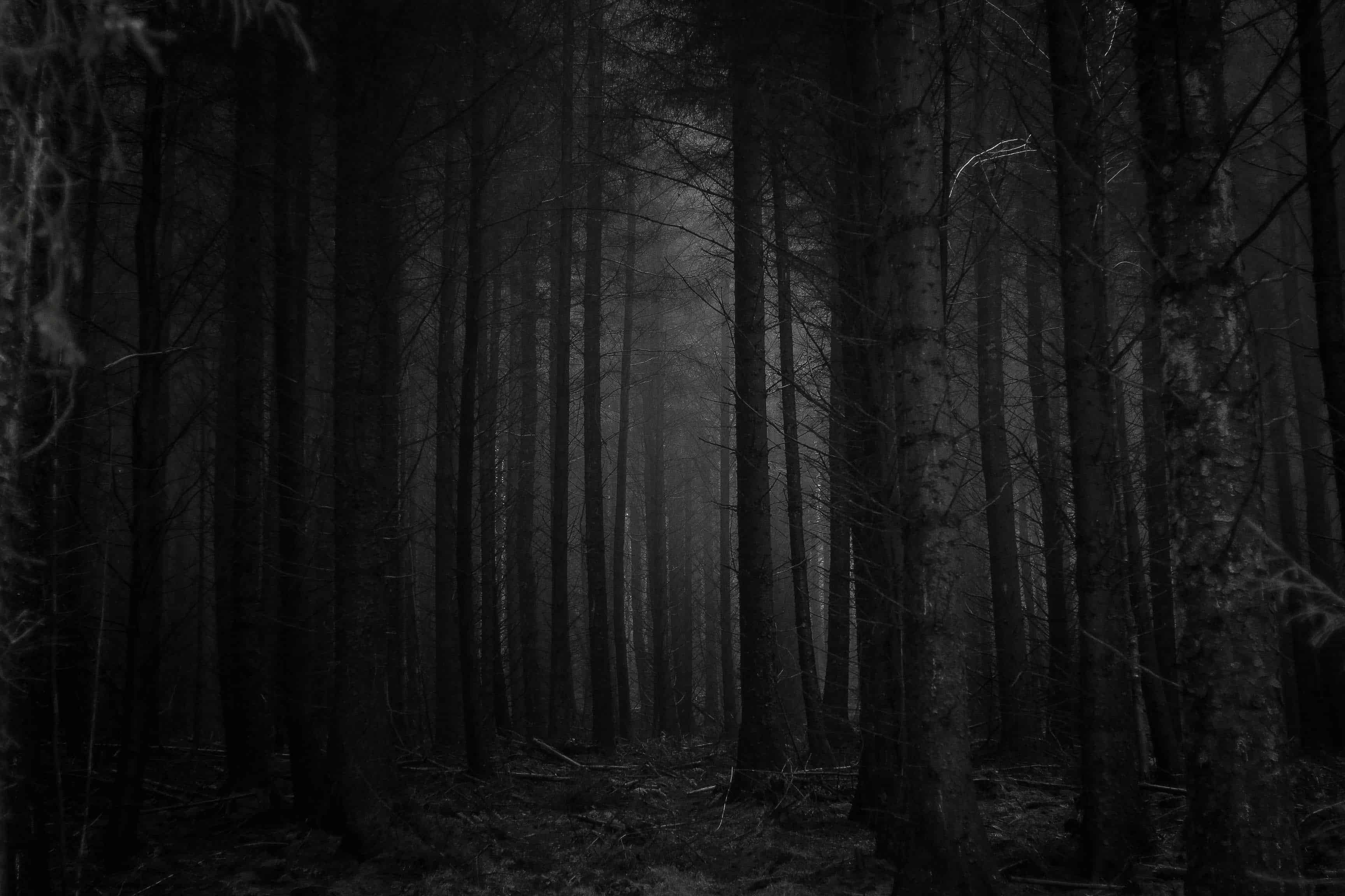 dark spooky forest