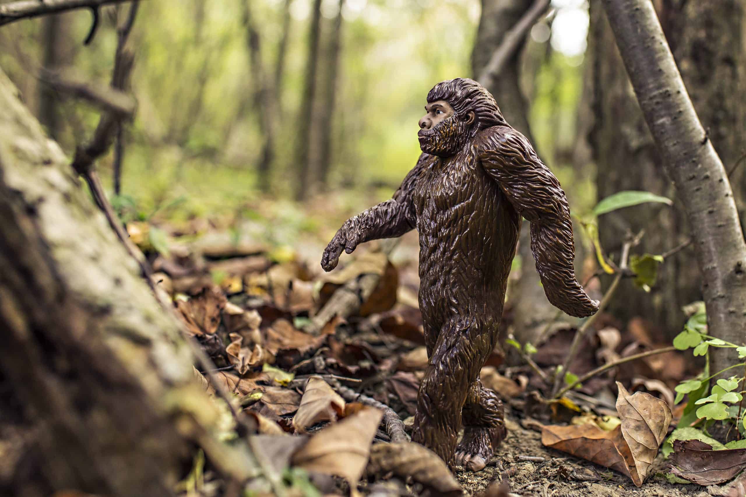 sasquatch in the forest