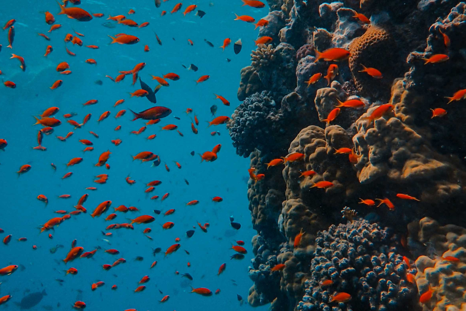 fish swimming by coral reef
